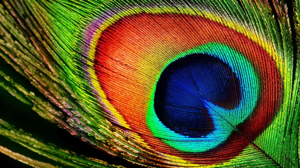 Bella Donna Healing Spa