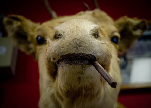 Shear Agony Barbershop