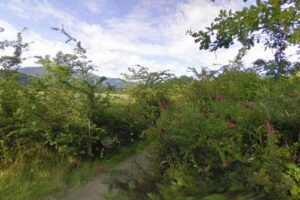 Sensitive Habitat – Western Painted Turtle