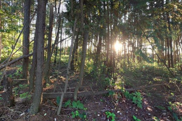 Saxer Park