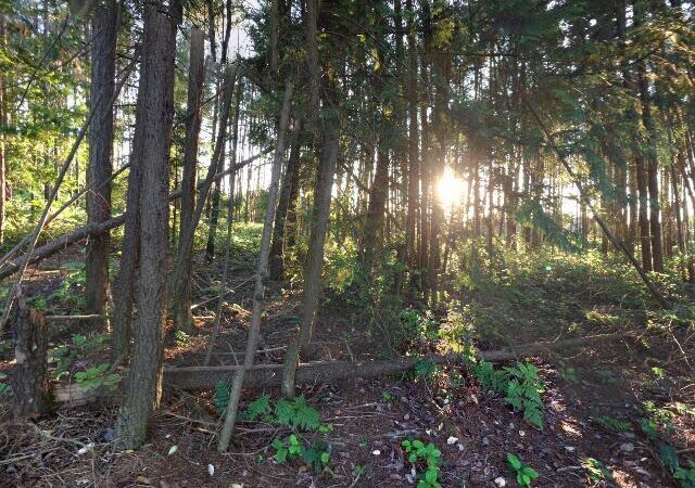 Saxer Park
